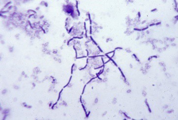 Bacillius mesentericus