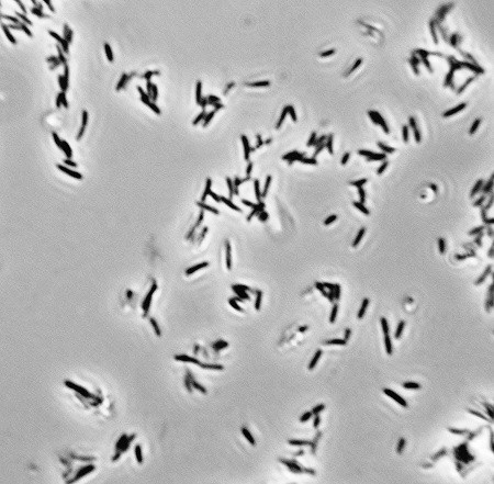 Komagataeibacter hansenii, chủng vi sinh, men vi sinh, chế phẩm sinh học, sinh tổng hợp cellulose