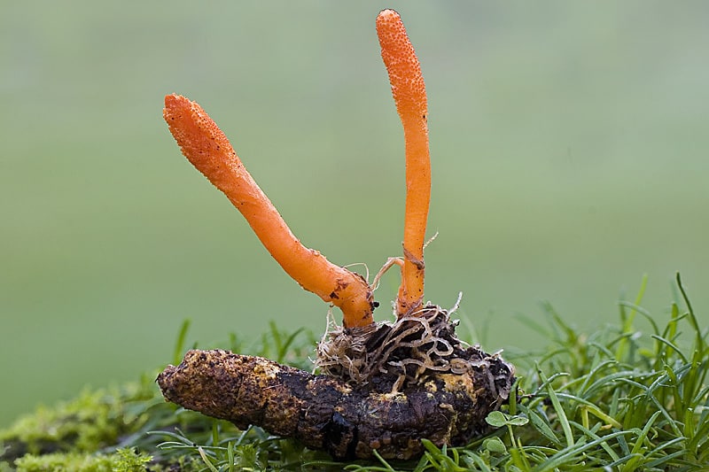 Cordyceps militaris - NBRC 100741