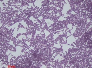 Bacillus amyloliquefaciens