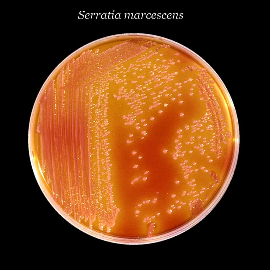 Serratia marcescens NBRC 102204