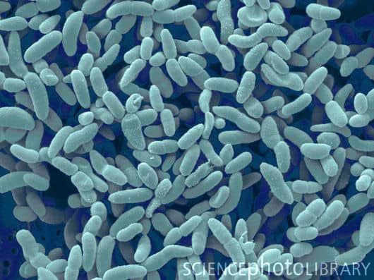 Acetobacter farinalis - NBRC 107750