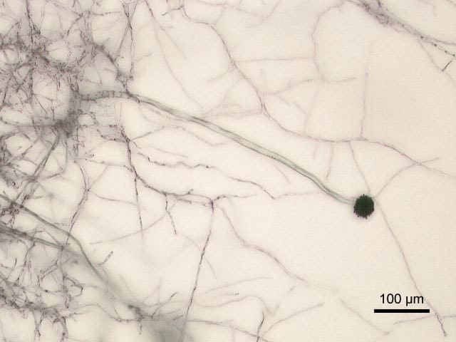Aspergillus niger 2