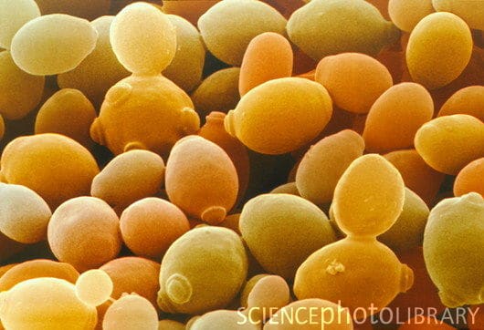 Saccharomyces cerevisiae NBRC 100929