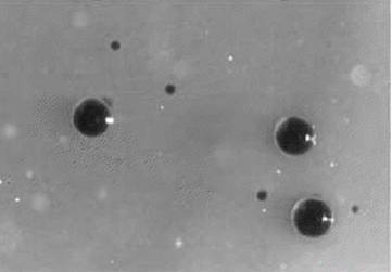 Rhizobium rhizogenes
