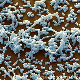 Streptomyces sp.,