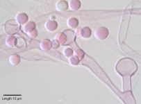 Actinomucor elegans