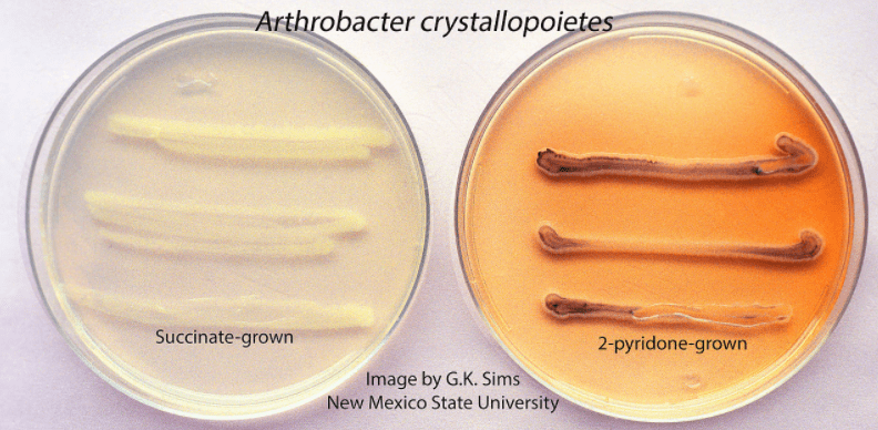 Arthrobacter crystallopoietes