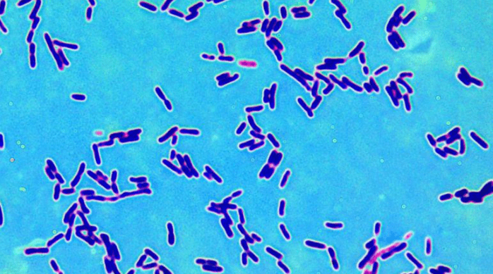 Tetragenococcus halophilus - NBRC 109726