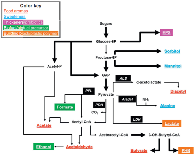 Quá trình lên men acid lactic - CHỦNG VI SINH VẬT CHUẨN ATCC